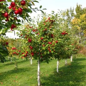 Mini jabloň stĺpovitá (Malus domestica) ´GARDEN SUN RED´, výška: 100-120 cm, obvod kmeňa: 8/10 cm, kont.C10L 